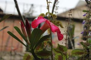 rosa fiori fioritura nel il giardino foto