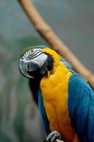 pappagallo uccello animale foto