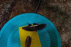 delicato colorato colto farfalla nel il farfalla Casa nel avvicinamento foto