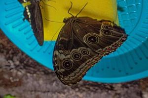 delicato colorato colto farfalla nel il farfalla Casa nel avvicinamento foto