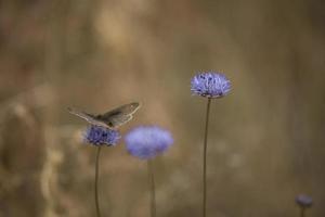 poco Marrone farfalla seduta su un' estate blu fiore nel un' prato foto