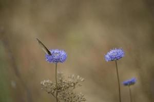 poco Marrone farfalla seduta su un' estate blu fiore nel un' prato foto