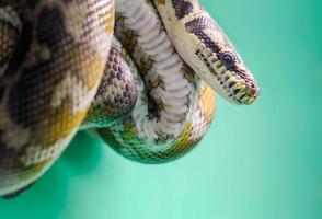 testa e occhi di un serpente appeso a un ramo da vicino foto