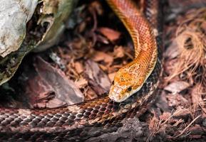pericoloso serpente nella foresta, fauna selvatica da vicino