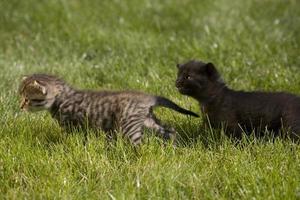 gattino su erba foto