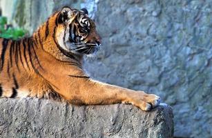 antico selvaggio tigre foto
