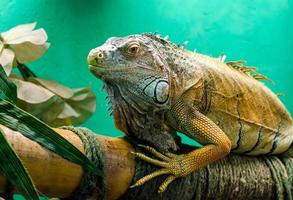 grande iguana su uno sfondo verde da vicino
