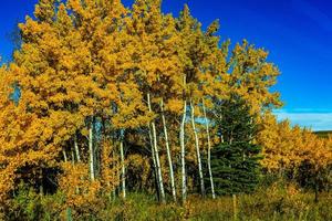 alberi gialli in autunno foto