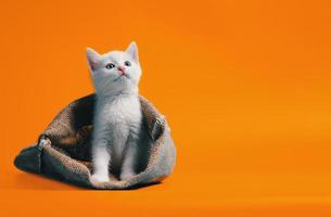 gattino bianco in un sacco su sfondo arancione foto