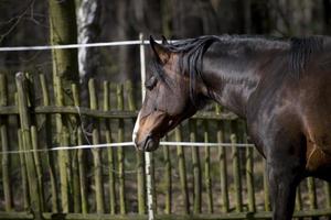 cavallo nel il perno foto