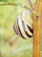 l poco lumaca nascosto nel un' colorato conchiglia addormentato su il erba nel un' estate prato foto