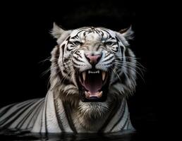 dettagliato ritratto di un' bianca di tigre viso quello è ruggente e ammollo nel il acqua, isolato su nero sfondo. generativo aii foto
