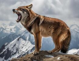 panoramico ritratto di lupo ruggente al di sopra di montagna, generativo ai foto