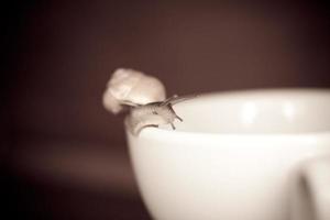 un' piccolo lumaca vagare su un' bianco tazza foto