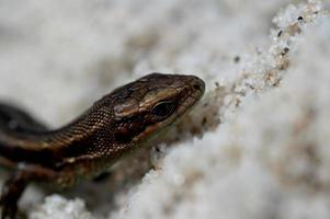 poco agile lucertola crogiolarsi nel il primavera sole su il chiaro caldo sabbia di il spiaggia foto