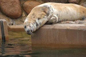 giocando salvato foca nel un' zoo nel Polonia foto