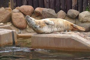 giocando salvato foca nel un' zoo nel Polonia foto