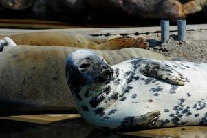 giocando salvato foca nel un' zoo nel Polonia foto