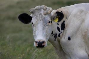 mucca in fattoria foto