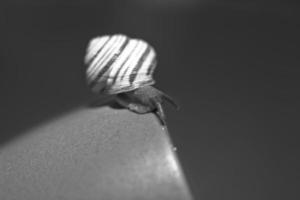un' piccolo lumaca vagare su un' buio blu tazza foto