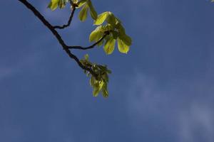 cielo e albero foto