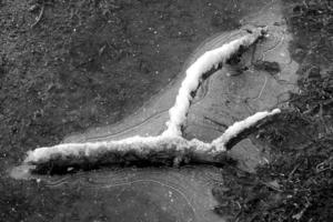 bastone coperto con neve dire bugie nel un' congelato pozzanghera di acqua foto