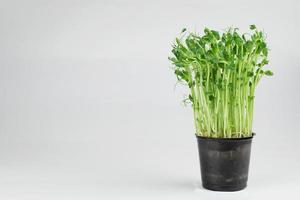 microverdi. pisello microgreens cresciuto nel un' pentola. salutare mangiare. foto