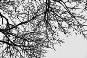 nero inverno albero rami coperto con bianca neve foto