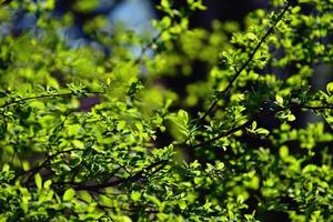 ramoscello con giovane fresco primavera verde le foglie su un' caldo soleggiato giorno foto