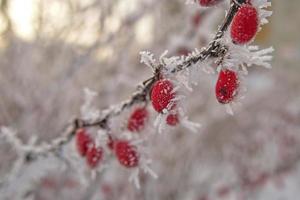 bellissimo arbusto con rosso frutta coperto con bianca brina foto