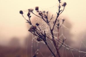 autunno ragno ragnatela nel il nebbia su un' pianta con goccioline di acqua foto