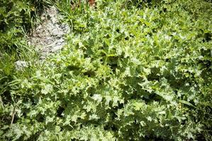 uno sfondo verde selvaggio erbaccia spinosa. struttura delle piante spinose. foto