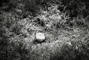 sfondo di erba avvelenata in bianco e nero foto