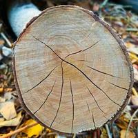 tagliare legna log a partire dal albero foto