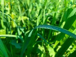 minuscolo Guazza su verde fresco segale erba foto