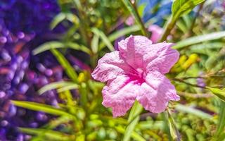 viola rosa rosso fiori fiori impianti nel tropicale foresta natura Messico. foto