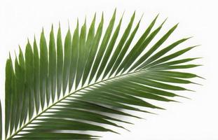 tropicale Noce di cocco foglia isolato su bianca sfondo, palma albero isolato su bianca sfondo, creare ai foto