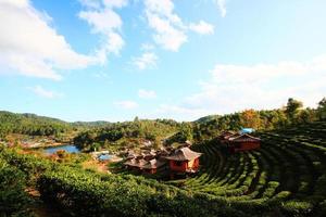 bellissimo paesaggio tè piantagione su il montagna di lee vino ruk tailandese ricorrere, Tailandia foto