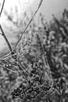 autunno ragno ragnatela nel il nebbia su un' pianta con goccioline di acqua foto