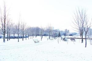 inverno paesaggio con fresco neve e alberi foto