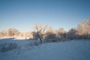 inverno paesaggio con bianca bellissimo neve alberi e un' blu senza nuvole cielo foto