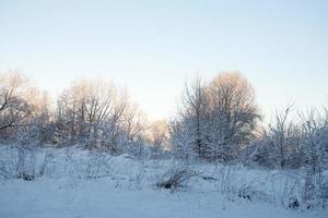 inverno paesaggio con bianca bellissimo neve alberi e un' blu senza nuvole cielo foto