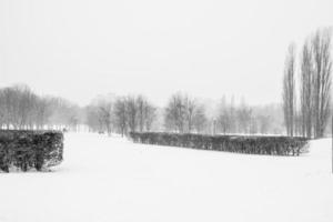 triste inverno bianco nero paesaggio con alberi nel il neve nel gennaio foto