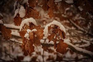 Marrone quercia le foglie coperto con il primo bianca neve su un' inverno grigio giorno foto