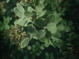 estate pianta con gocce di pioggia su verde le foglie foto