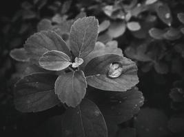 bellissimo estate pianta con gocce di pioggia su il le foglie monocromatico foto