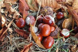 Marrone castagne raccolto su un autunno giorno foto