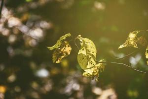 openwork autunno le foglie nel il sole foto