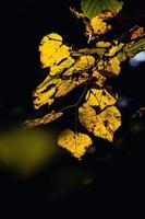 autunno le foglie su un' albero ramo illuminato di caldo dolce autunno sole foto