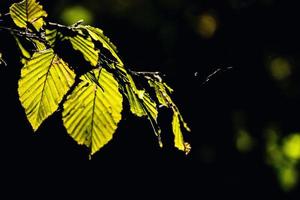 autunno le foglie su un' albero ramo illuminato di caldo dolce autunno sole foto